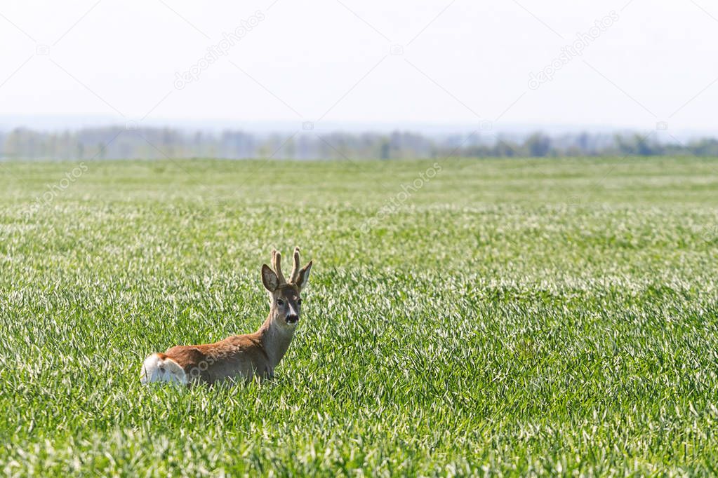 Roe Deer Buck in wheat field. Roe deer wildlife.