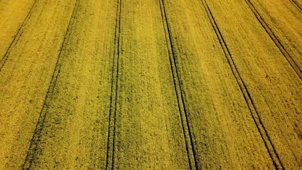 Vista Aérea Campo Colza Amarelo Vista Aérea Campos Agrícolas — Vídeo de Stock