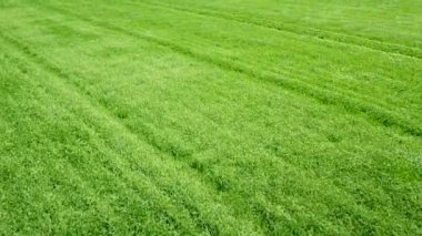 Hava yeşili buğday tarlası. Gökyüzü görüntüsü büyük yeşil alan.