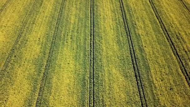 Εναέρια Άποψη Του Πεδίου Κίτρινο Ελαιοκράμβη Αεροφωτογραφία Αγρούς — Αρχείο Βίντεο