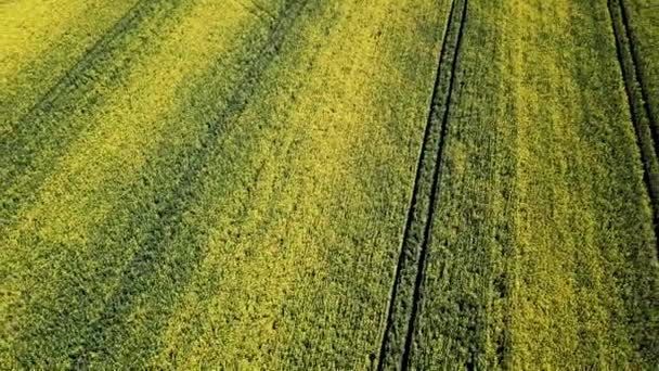 黄油菜田的鸟瞰图 鸟瞰农业领域 — 图库视频影像