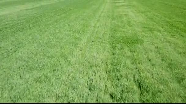 Aerial Green Wheat Field Aerial View Large Green Field — Stock Video