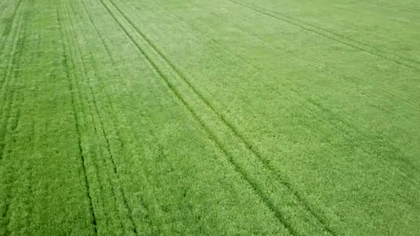 Hava Yeşili Buğday Tarlası Gökyüzü Görüntüsü Büyük Yeşil Alan — Stok video