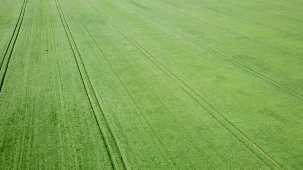 Campo Grano Verde Aereo Vista Aerea Grande Campo Verde — Video Stock