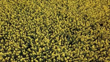 Sarı kolza tohumu tarım alanı üst görünüm. Sarı kolza tohumu.