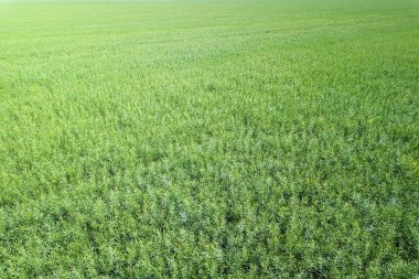 Yeşil kolza tohumu tarım alanı üst görünüm. Kolza tohumu.