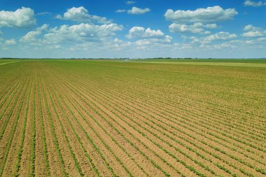 Havadan görünümü soya alan. Genç soya havadan görünümü.