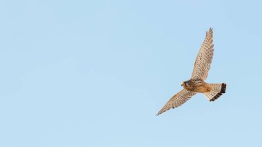 Kerkenez (Falco tinnunculus). Kerkenez uçuş