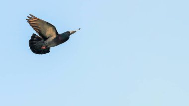 Kaya güvercini veya rock uçan güvercin