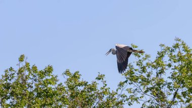 Uçan gri balıkçıl (Ardea cinerea). Doğal yaşam ortamında vahşi yaşam.