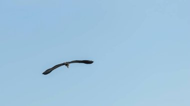 Uçan gri balıkçıl (Ardea cinerea). Doğal yaşam ortamında vahşi yaşam.