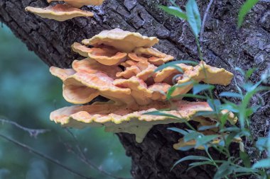 Ağaçtaki sarı mantarlar. Laetiporus sülfür.