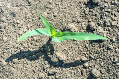Genç yeşil sahada büyüyen mısır. Üstten Görünüm. 