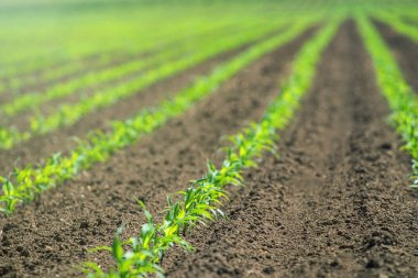 Genç yeşil mısır bitkileri satırlarının. Mısır fide sahada.