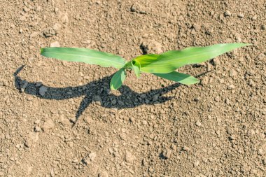 Genç yeşil sahada büyüyen mısır. Üstten Görünüm. 