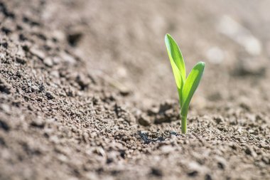 Genç yeşil sahada büyüyen mısır. Genç Mısır bitkileri. 