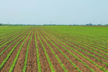 Yeşil soya alan, satır genç yeşil soya fasulyesi. Tarım 