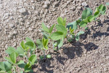 Yeşil alan, Bahar zamanında soya fasulye bitki ekili.