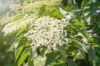 Büyük çiçekler. Mürver çiçeği.