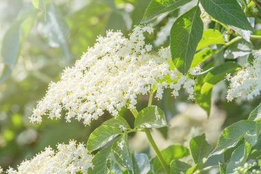 Büyük çiçekler. Mürver çiçeği.