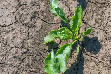 Genç yeşil şeker pancarı