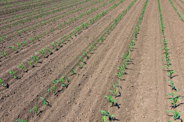 Genç yeşil mısır bitkileri satırlarının. Mısır fide sahada.