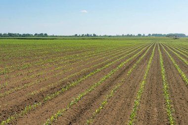 Genç Mısır ile yeşil alan. Satır yeşil Mısır alan.