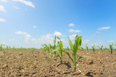 Genç yeşil sahada büyüyen mısır. Genç Mısır bitkileri. 