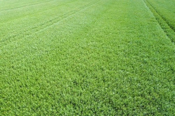 Πράσινο ελαιοκράμβη γεωργία πεδίο Top View. Κραμβέλαιο. — Φωτογραφία Αρχείου