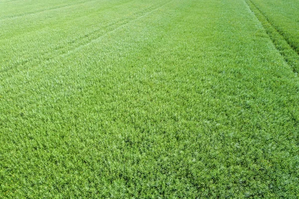 Зеленый рапс сельскохозяйственного поля Top View. Рапс . — стоковое фото