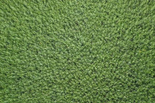 Green rapeseed agriculture field Top View. Rapeseed. — Stock Photo, Image