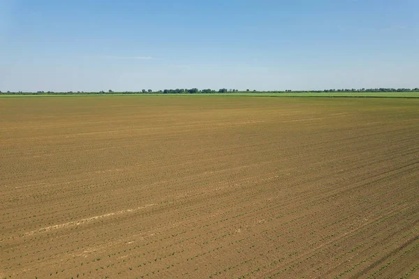 Luchtfoto van maïsveld. Jonge Groene maïs. Luchtfoto van de maïs. — Stockfoto
