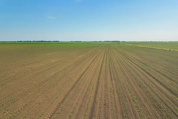 A légi felvétel a kukoricásban. Fiatal zöld kukorica. Kukorica légifelvételek. — Stock Fotó