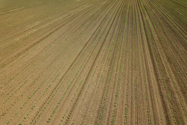 A légi felvétel a kukoricásban. Felső Nézd tavaszi kukoricásban. — Stock Fotó