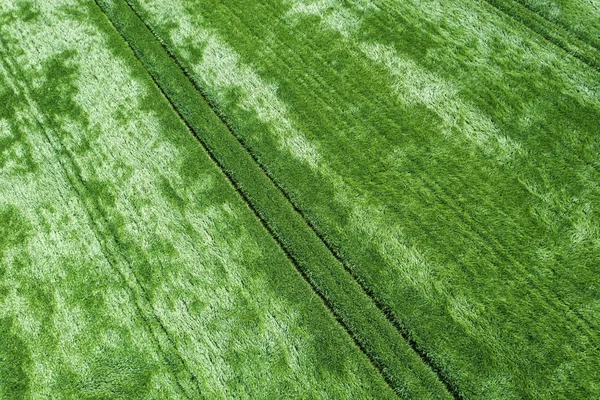 Antenowe pszenicy zielony pole. Aerial pole pszenicy. — Zdjęcie stockowe