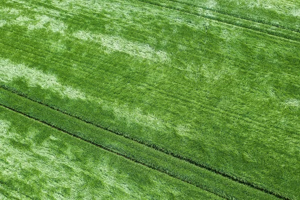 공중 녹색 밀 필드입니다. 밀 필드 항공. — 스톡 사진