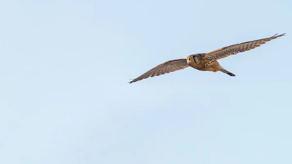 Common Kestrel (Falco tinnunculus). Common Kestrel in flight