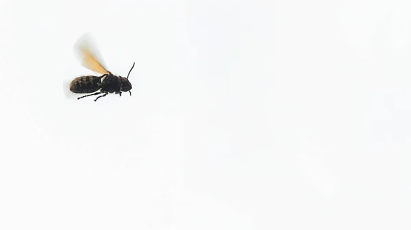 유럽 말 벌 비행 Vespa crabro — 스톡 사진