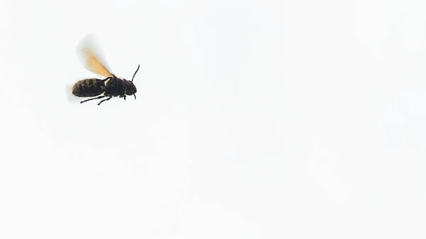 Avispón europeo Vespa crabro — Foto de Stock