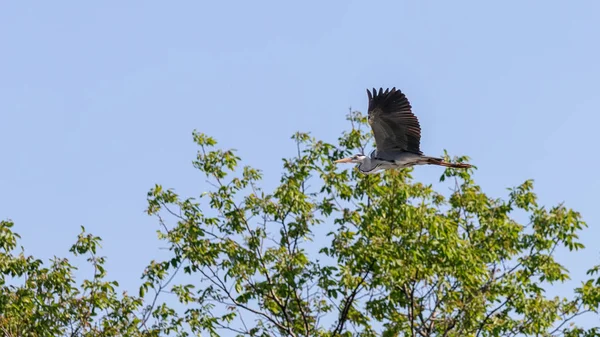Grå häger (Ardea cinerea) flyger. Vilt i naturliga livsmiljöer. — Stockfoto