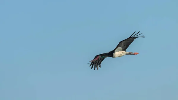 Cegonha Negra Voando, Ciconia nigra . — Fotografia de Stock