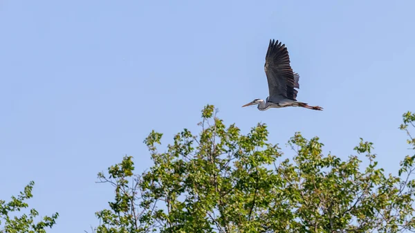 Héron gris (Ardea cinerea) volant. Faune dans l'habitat naturel . — Photo