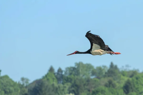 Cegonha Negra Voando, Ciconia nigra . — Fotografia de Stock