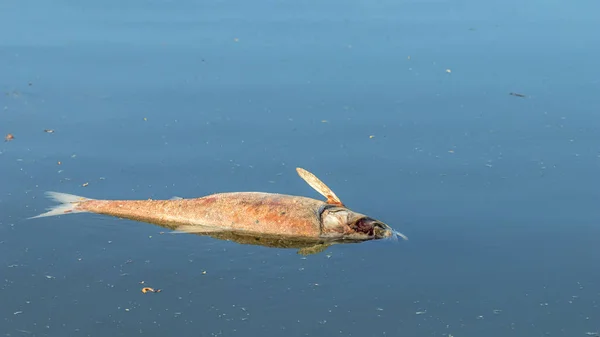 Los peces muertos flotan a la superficie del agua. Agua contaminada . —  Fotos de Stock
