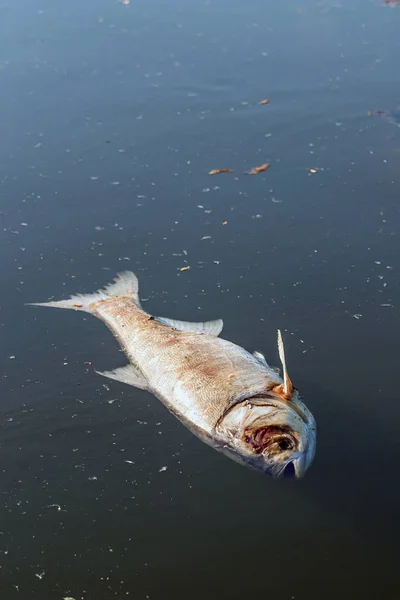 Os peixes mortos flutuam para a superfície da água. Água poluída . — Fotografia de Stock