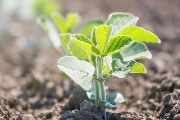 Planta de soja cultivada verde em campo, tempo de primavera . — Fotografia de Stock