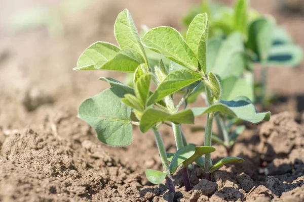 Planta de soja cultivada verde em campo, tempo de primavera . — Fotografia de Stock