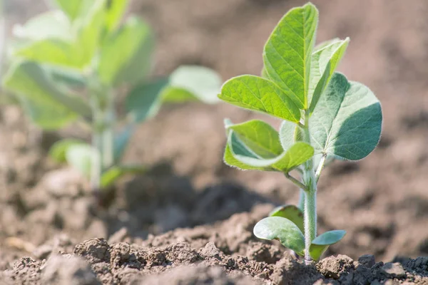 Planta de soja cultivada verde em campo, tempo de primavera . — Fotografia de Stock