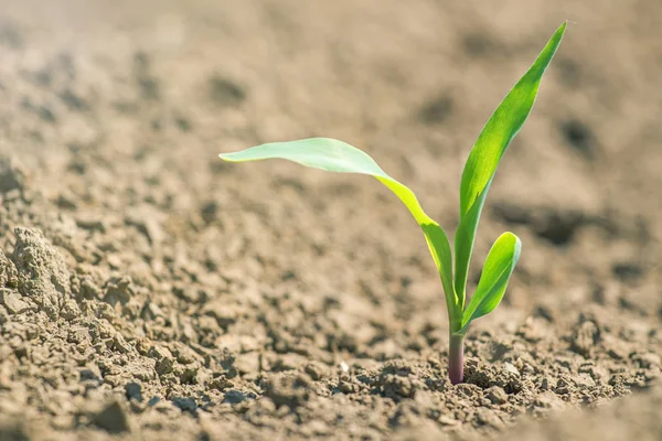 Молодий кукурудзи росте на полі. Рослини молодої кукурудзи. — стокове фото