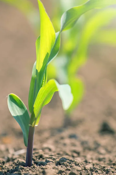 Milho verde jovem crescendo no campo. Jovens plantas de milho . — Fotografia de Stock